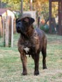 /album/fotogalerie/dorothy-of-the-dave-n-dogs-ii-jpg1/